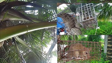 Thăm Gần 130 Bẫy Chuột Dừa Và Bẫy Chuột Cống Nhum - Cần Cao Thủ Chỉ Giúp Bẫy Chuột Cống Nhum!