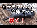 【クワガタ カブトムシ生活】 産卵セット 割り出し 本土ヒラタクワガタ 佐賀産