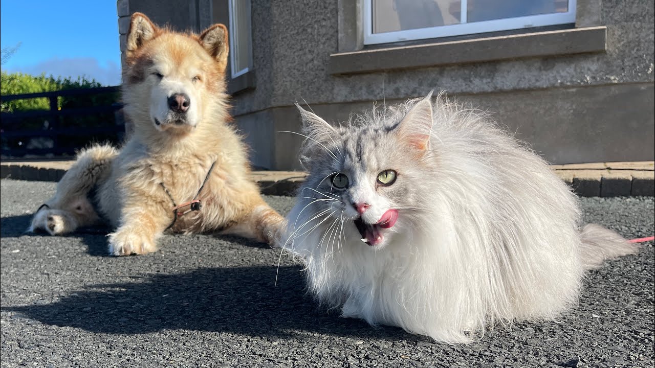 When Cats Go Crazy! Living With 3 Dogs Has Broken Him!! (So Funny!!)