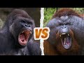 Gorille vs orangoutan  qui est le roi des singes 