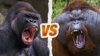 Gorille Vs Orang-Outan - Qui Est Le Roi Des Singes ?