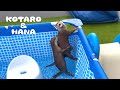 カワウソコタローとハナ 初めてのプールにテンション上がりまくり！　Otter Kotaro&Hana Having Fun in The Pool