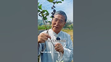 Bạn đã biết công dụng của cây Ngải Cứu không?