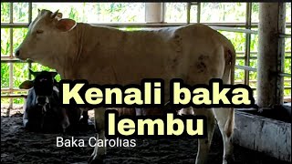 MOOoo Mari kenali lembu pejantan