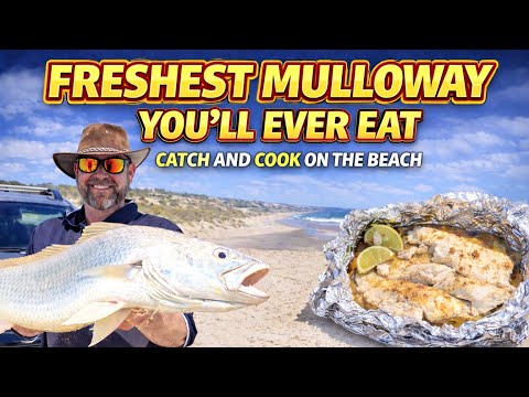 Part 2, Catch & cook Mulloway right on the beach!!!