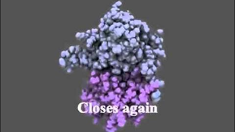 Molecular Dynamics Simulation of the glutamate receptor ligand binding domain