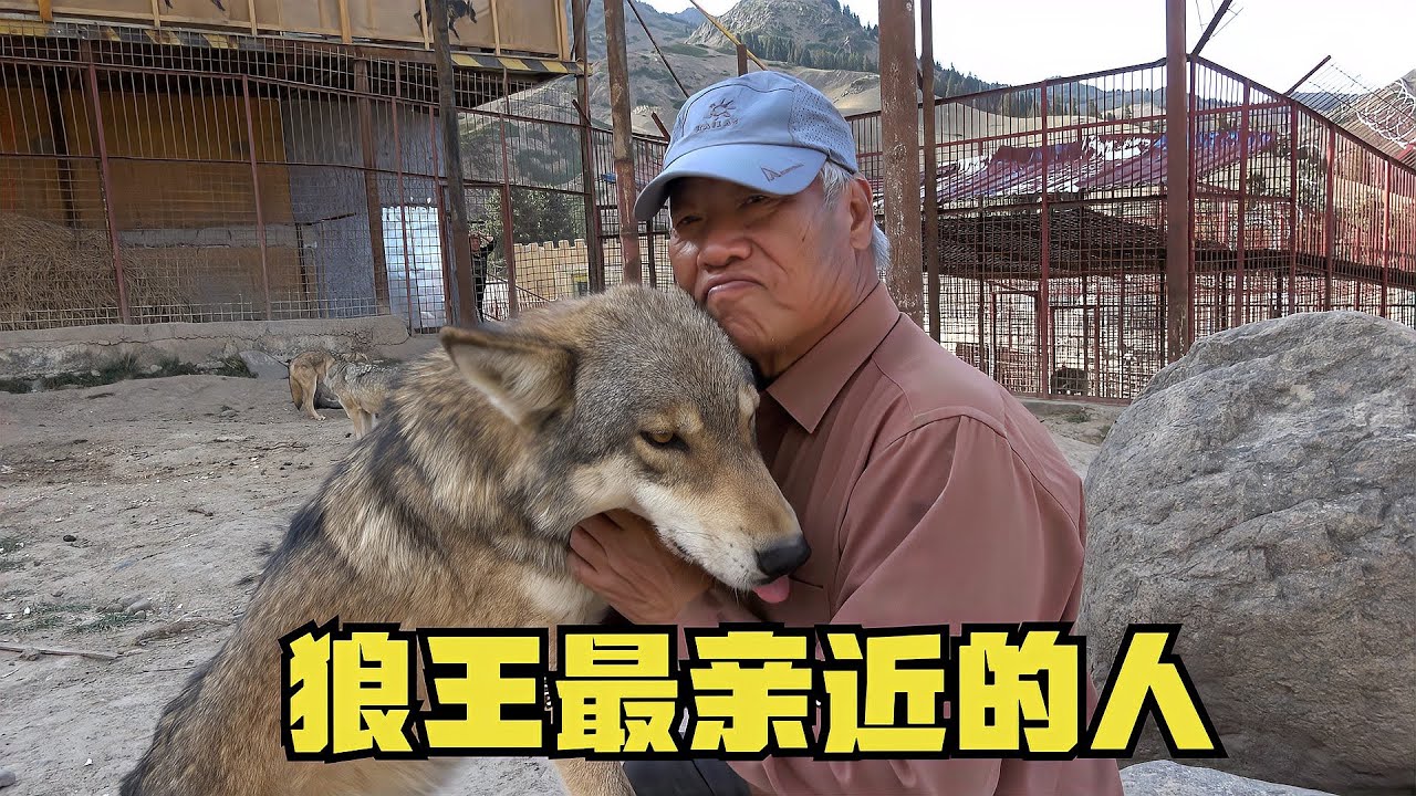 狼王最亲近的人！76岁老人和狼群依偎在一起，大姐吃醋插不上话- YouTube