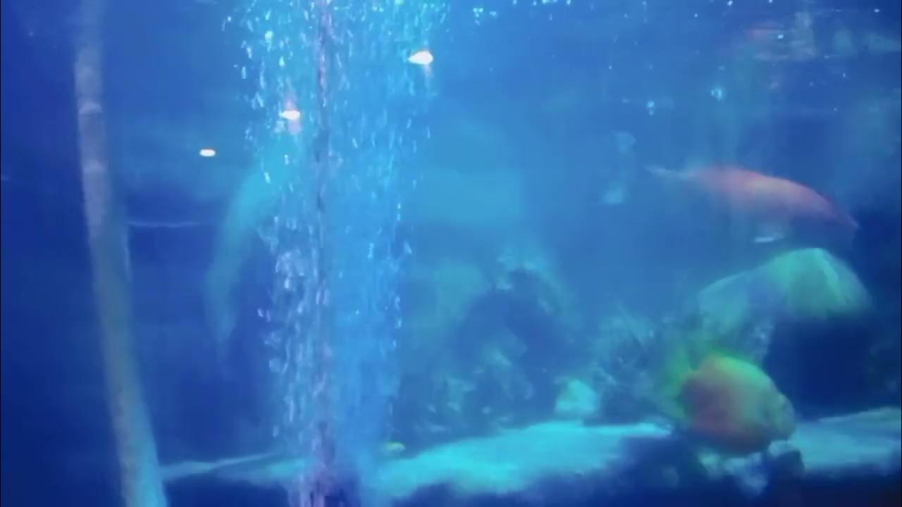 Lokaranjan Aqua World Underwater Aquarium , Mysore.... YouTube