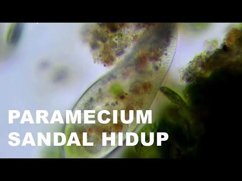 Video: Perbesaran apa yang Anda butuhkan untuk melihat paramecium?