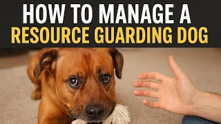 Master how to manage an aggressive, resource guarding dog in only 3 minutes