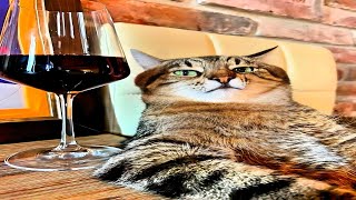 Try Not To Laugh Cats Edition