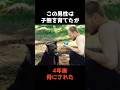 【祝️30万再生🎉迷子の子熊を育てたが、4年後...骨にされた】 #shorts #怖い #雑学 が