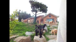 주말 강아지들 일상