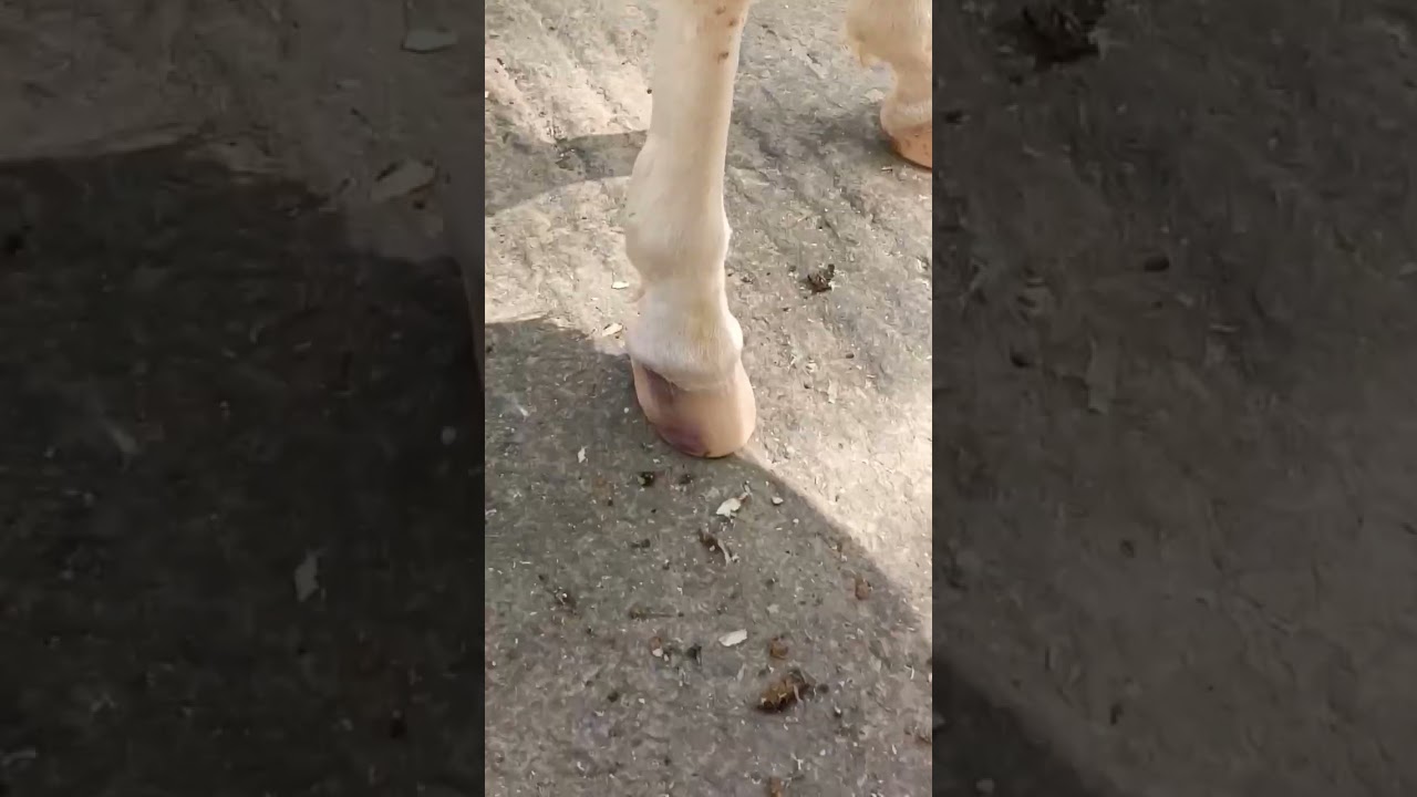 ✅✅⭐Horse hoof trimming;