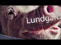 Lungard news