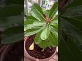 Adenium plant care fertilizer🪴🌿🌸#plants #adenium#fertilizer #plantcare#plantfertilizer #adeniumcare