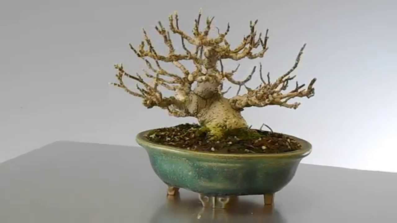 201501勝華園盆栽通販第69弾の盆栽たち no 4姫こぶし：鉢は鴻陽 - YouTube