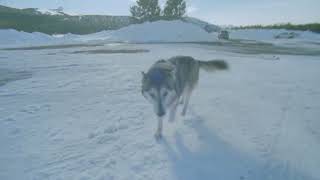 Arbor Snowboarding 2024 - 25 Carbon Coda