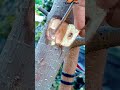 Amazing grafting technique🌳🌳#airlayering #ombur #grafting #bonsai #gardening #diy #craft