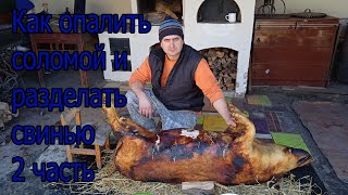 Как опалить соломой и разделать свинью 2 часть    How to singe with straw and butcher a pig