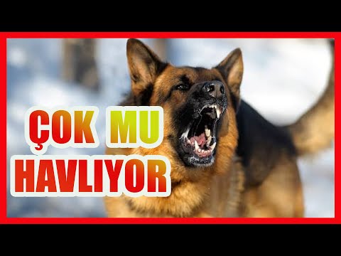 KÖPEĞİNİZE KULAK VERİN - KÖPEĞİN NEDEN ÇOK HAVLIYOR