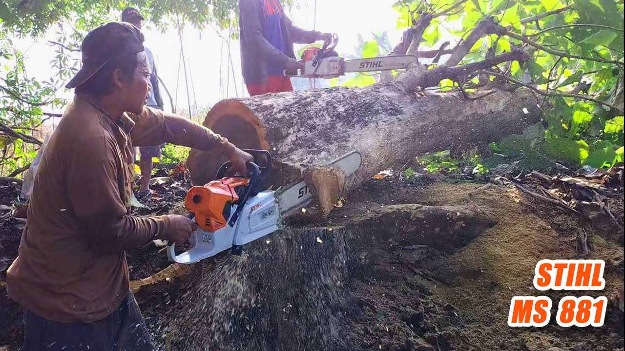 Dangerous, tree sliding, Teak tree felling - STIHL MS 881 - YouTube