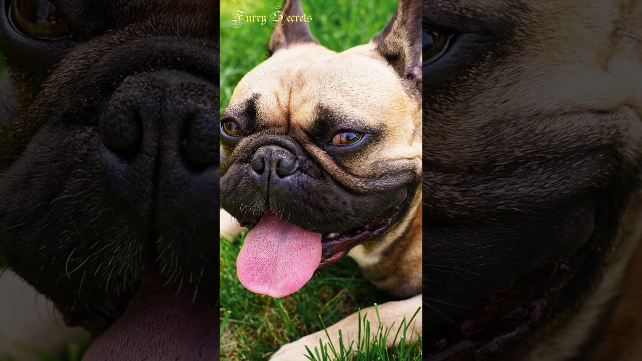 Почему собака показывает язык? 🐶👅 #shorts #dogs #собака #язык #поведение