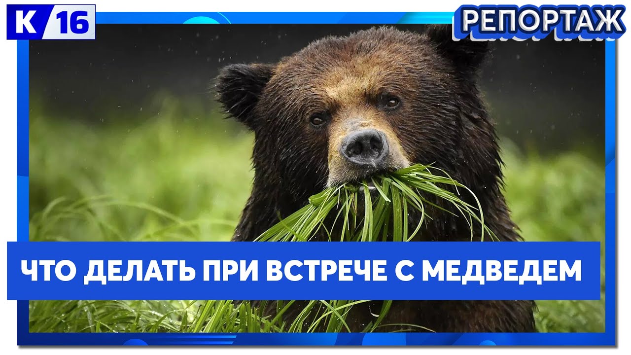 Что делать при встрече с медведем - YouTube
