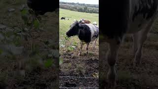 Scottish beef, best in the world 🌎 