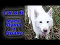 Знакомство со Скай - мамой Луны и Брана. Волки в парке.