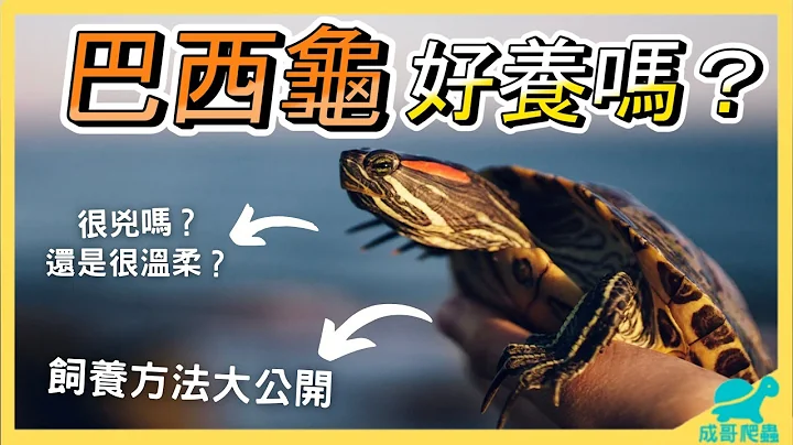 巴西龟饲养介绍｜🐢巴西龟怎么养呢？巴西龟竟然会咬人？生态问题？🐢乌龟新手{Chenge成哥} - 天天要闻