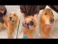 Bath Time For My Goldens