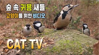 Cat TV,  cat video, 고양이가 좋아하는 영상, Video for Cats, 고양이를 위한 비디오, 고양이 시청영상, 새소리asmr by 재밌냥 - Cat TV 513 views 5 months ago 2 hours