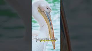 Pelikan|fakta unik burung pelikan
