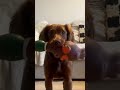Chewy thedog crazy moment #animals #funny #dog #viral #viralvideo #viralshorts #funniestvideo #dance
