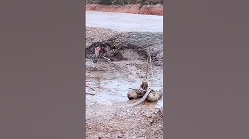 Pond Sludge Removal Process - A good approach can do more with less