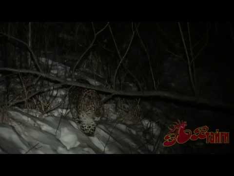 Video: Skillnaden Mellan Amur Leopard Och Amur Tiger