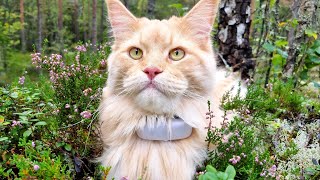 Maine Coon Cat Buster  The Great Forest Explorer!