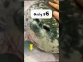 #seal #plushies #giftsforher #fok #fok #fok #spotlightfinds