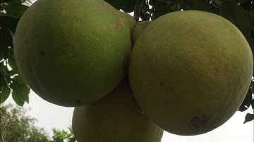 Thu hoạch bưởi ruby-vườn bình Tân Vĩnh Long-0919705120 chuẩn giống