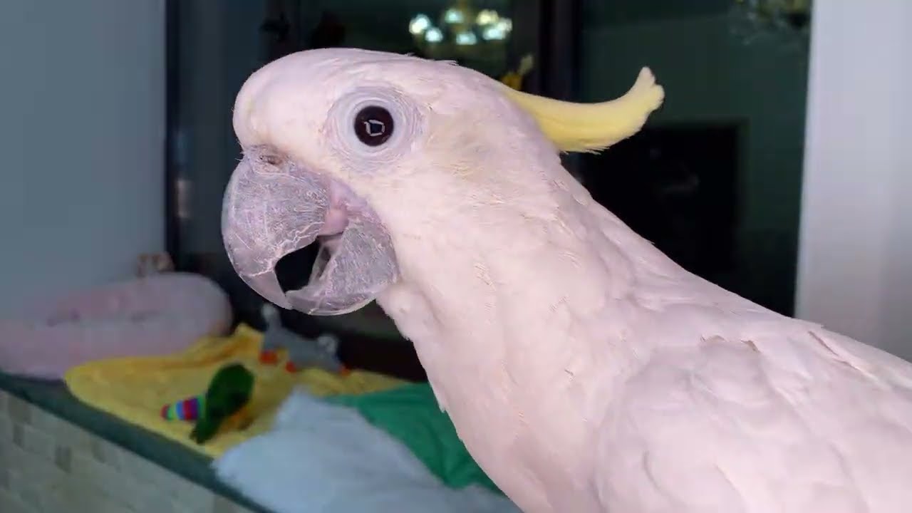 Enjoy our parrots live.Наслаждайтесь нашими попугайчиками в прямом эфире.