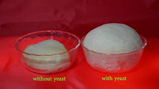 Yeast fermentation