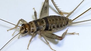 Raising Banded Crickets Bioactively in 2024! by Aquarimax Pets 2,734 views 4 months ago 10 minutes, 49 seconds