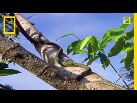 Видео: Удивителна летяща змия