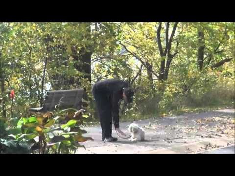 eli-(havanese)-boot-camp-dog-training-demonstration