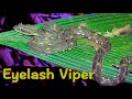 Herping Highlights of Costa Rica Snakes: Eyelash Viper &amp; Fer De Lance 2024