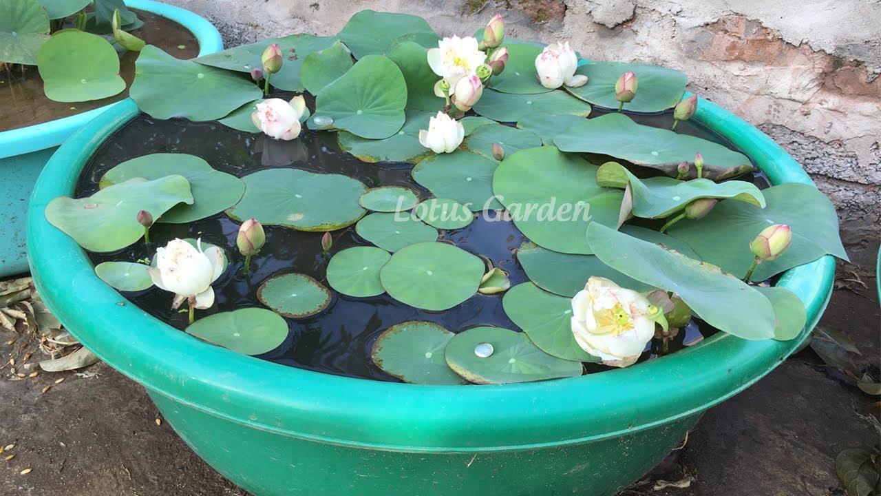 How to Build a Lotus Pond: Easy, Step-by-Step Guide