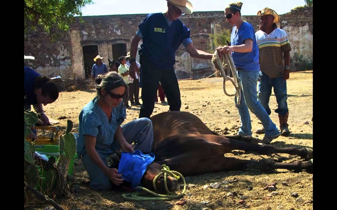 Rural Veterinary Experience Training & Service Mexico 2011 YouTube