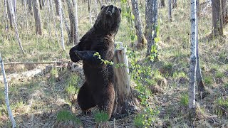 Солонец чем-то не угодил молодому медведю😃 Фотоловушка в дебрях Сибири!