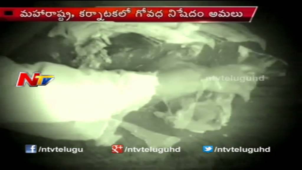 Beef Slaughter Ban in Maharashtra